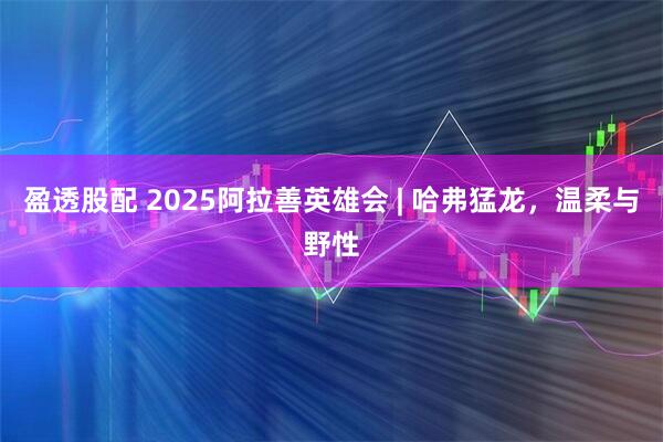 盈透股配 2025阿拉善英雄会 | 哈弗猛龙，温柔与野性